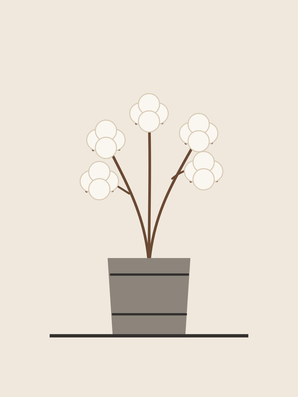 Cotton Crock